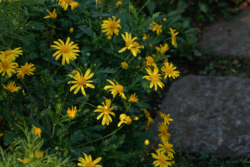 yellow flower in the garden