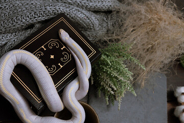 White American royal snake on the background of witchcraft accessories, alchemical instruments and ingredients. Mock up of empty tile dark slate and old books. Halloween