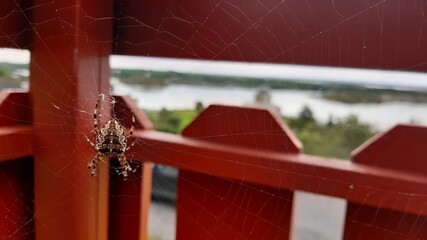 Spider in web