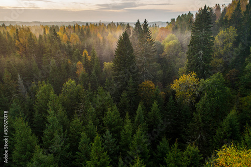 Fotografía Birds eye view of thick forest during autumn sunrise with fog.