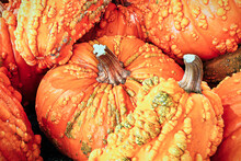 A Background Of Various Bumpy Warty Pumpkins And Squashes