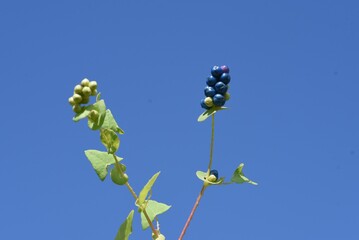 Poster - Mile-a-minute weed (Persicaria perfoliata) berries / Polygonaceae annual vine grass.