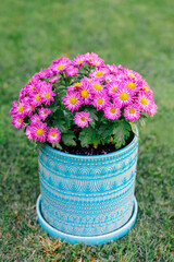 Flower pot of beautiful magenta-pink Chrysanthemums close up in natural background in the garden, vertical banner