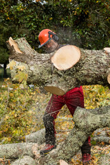 Wall Mural - professional lumberjack in action