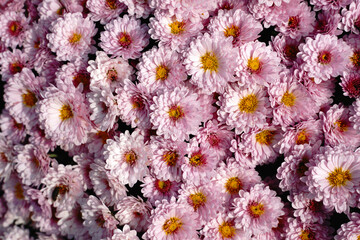 Poster - background with pink and white chrysanthemums