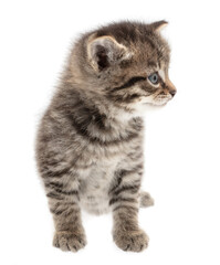 Wall Mural - Small kitten isolated on a white background.