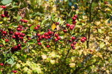 Red Berries Of A Hawthorn Shrub In Autumn