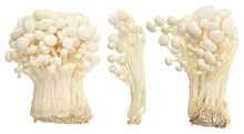 Enoki Mushroom, Golden Needle Mushroom Isolated In White Background With Clipping Path And Full Depth Of Field.