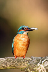 Poster - The common kingfisher (Alcedo atthis) also known as the Eurasian kingfisher, and river kingfisher sitting on the branch with a fish in its beak.