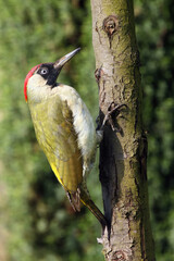 Canvas Print - The European green woodpecker (Picus viridis) on the tree with green background. A large European green woodpecker on a tree trunk.