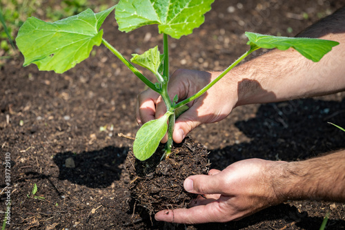 Fotografía Hand planting a gourd plantlet