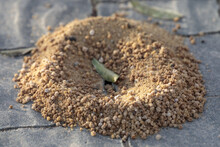 Close-up View On The Small Round Anthill On Cobblestone