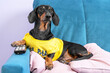 Lazy dachshund dog in yellow t-shirt is lying on couch on the pillow at home with remote control between paws and is going to watch favorite shows on TV all weekend.