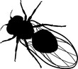Black silhouette of fruit fly (Drosophila melanogaster) isolated on white background