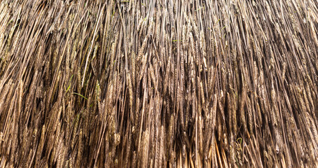 Poster - Dry ears of wheat, thatched roof. Agricultural background and texture