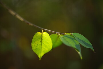 Canvas Print - Tree branch with small green leaves in sunny forest