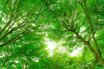Wall Mural - bottom view of tree trunk to green leaves of big tree in tropical forest with sunlight. fresh enviro