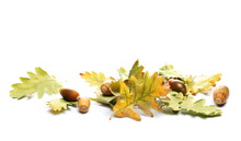 Oak Leaves And Acorns Pile In Autumn, Green And Yellow Foliage Isolated On White Background