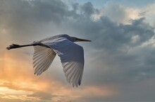 Great Egret Flying Against Beautiful Sunset