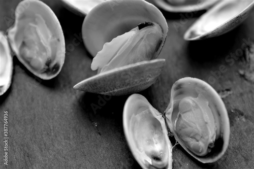 Cuadros en Lienzo vongole veraci frutti di mare del mare mediterraneo