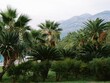 © Lena - Palm forest with mountains in the background