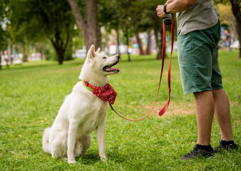 Owner trains the white akita inu dog at the park.