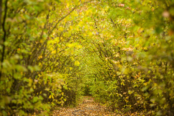 Beautiful autumn landscape in forest. Colored yellow nature in Europe. Amazing Environment.