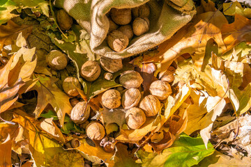 Wall Mural - Walnuts lie in a bag on yellow fallen leaves. Autumn harvest