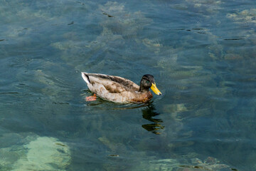 Sticker - A duck swimming around