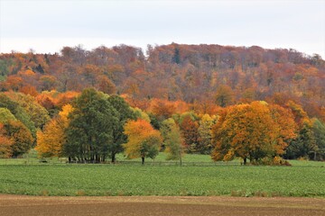 autumn in the park