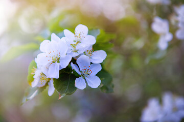 Wall Mural - Blooming apple tree outdoors.