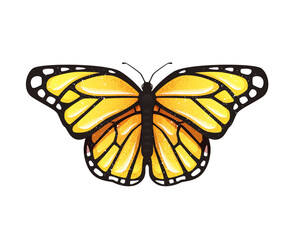 Wall Mural - Butterfly isolated on a white background. Vector illustration. Colorful. Bright yellow color. Realistic. Cute simple cartoon design. Flat style.