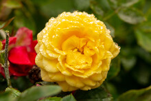 Yellow Rose With Dew Drops