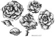 Vector set of hand drawn black and white brassica