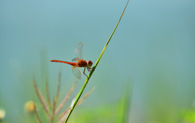Wall Mural - Dragonfly on the grass blade