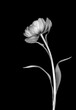 Graceful tulip in black and white on a black background