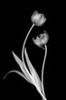 Two graceful tulips in black and white appear to dance on a black background