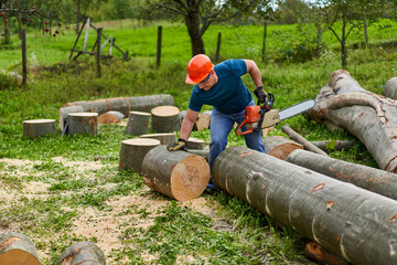 Wall Mural - Lumberjack sawing beech logs