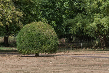 Wall Mural - Small circular tree with green foliage in arid terrain with lush trees in the background, sunny day at the entrance to a nature reserve in South Limburg, the Netherlands