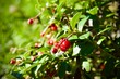 Red berries in the garden - Viccinium vitis-idaea L.