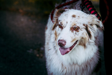 Portrait d'un adorable berger australien beige et brun