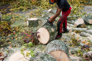 Wall Mural - professional lumberjack cutting a tree trunk