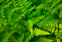 Green Fern In Tropical Forest, Natural Background