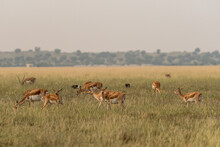 Blackbuck Or Antilope Cervicapra Or Indian Antelope Group In Open Field And Grassland Of Tal Chhapar Sanctuary Rajasthan India