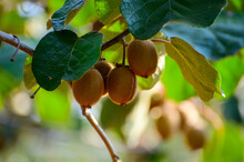 Golden Or Green Kiwi Fruits Hanging On Kiwi Tree In Orchard In Italy