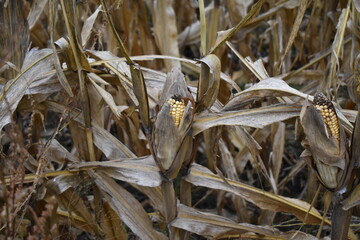 Sticker - Corn Field