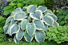 A Magnificent Hosta With Huge Blue And White Leaves  Decorate  Garden In Summer.