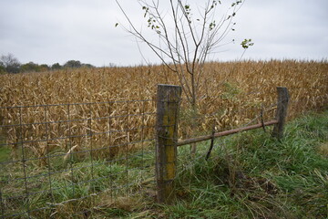 Wall Mural - Corn Field