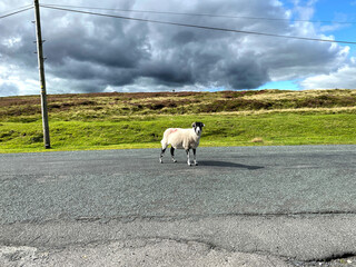 Sheep on the road, high on the moor top, with strong winds, and heavy cloud in, Halton East, Skipton, UK