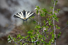 Scarce Swallowtail Butterfly Sits On Flower Bush